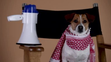 Jack Russell, boynunda bir eşarpla, filmi izliyor, yönetmen koltuğunda bir hoparlörün yanında oturuyor. Stüdyoda evcil hayvan, kahverengi arka planda. Ağır çekim. Kapat..
