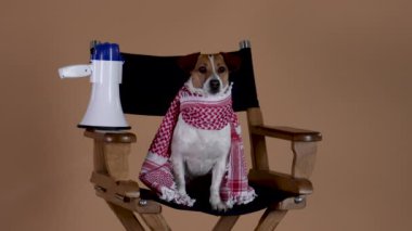 Jack Russell, boynunda bir eşarpla, filmi izliyor, yönetmen koltuğunda bir hoparlörün yanında oturuyor. Stüdyoda evcil hayvan, kahverengi arka planda. Ağır çekim. Kapat..