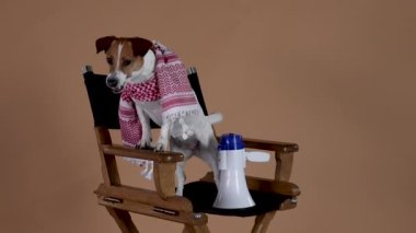 Jack Russell eşarplı, kahverengi arka planda bir hoparlörün yanındaki sandalyede oturuyor. Hayvan ayağa kalkar, ön patilerini dirsekliğin üzerinde dinlendirir ve havlamaya başlar. Ağır çekim. Kapat..