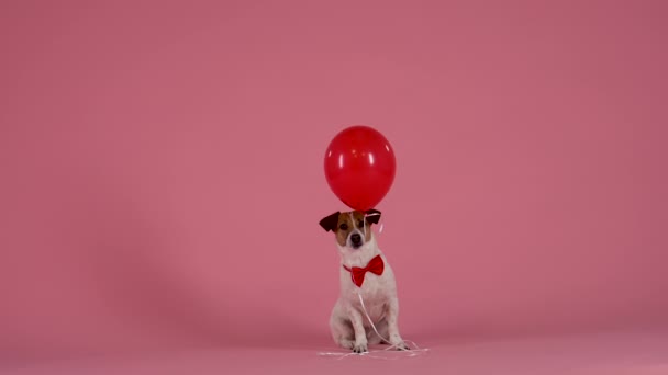 Jack Russell em um laço vermelho se senta e segura em sua boca um balão no estúdio em um fundo rosa. O animal foge, liberando um balão de sua boca, que voa para cima. Movimento lento. Fechar. — Vídeo de Stock