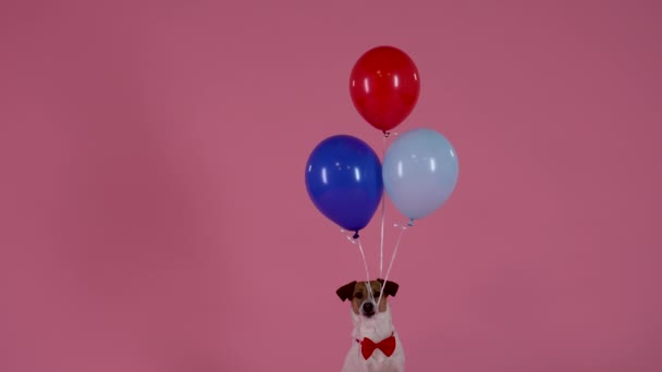 Jack Russell sitzt mit Schnüren im Mund, an denen drei Luftballons befestigt sind, kneift die Zähne zusammen und die Ballons fliegen in die Luft. Hund in roter Fliege auf rosa Hintergrund. Zeitlupe. Nahaufnahme. — Stockvideo