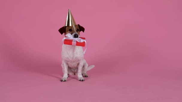 Jack Russell, portant une casquette d'anniversaire sur la tête, s'assoit avec une boîte cadeau dans les dents, puis pose le cadeau sur le sol et s'allonge. Chien en studio sur fond rose. Au ralenti. Gros plan. — Video