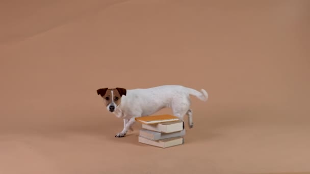 Jack Russell dans le studio sur fond brun. Le chien marche jusqu'à une pile de livres, marche autour d'elle en cercle, met ses pattes avant sur la pile, puis saute et part. Au ralenti. Gros plan. — Video