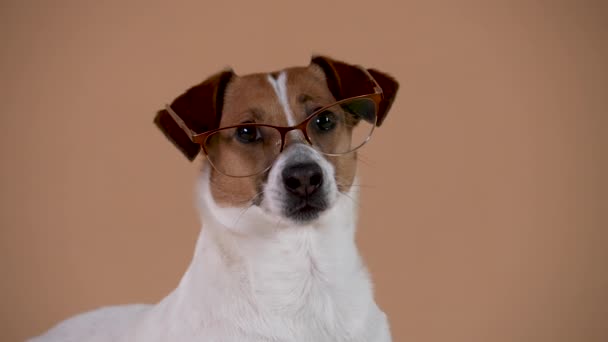 Retrato de Jack Russell inteligente com óculos no estúdio em um fundo marrom. O animal de estimação olha cuidadosamente para a câmera. Feche de um focinho de cães. Movimento lento. — Vídeo de Stock