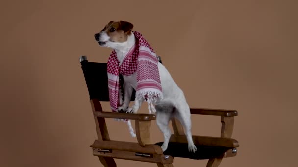 Jack Russell con una bufanda alrededor de su cuello se sienta en una silla en el estudio sobre un fondo marrón. La mascota se levanta, apoyando sus patas delanteras en el reposabrazos y comienza a ladrar. En cámara lenta. De cerca.. — Vídeos de Stock