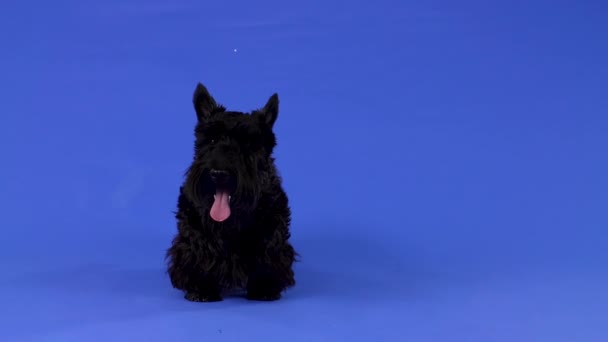 Frontansicht eines reinrassigen Scottish Terriers, der in voller Länge mit herausgestreckter Zunge im Studio vor blauem Hintergrund steht. Zeitlupe. Nahaufnahme. — Stockvideo