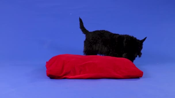 De Schotse Terrier loopt rond het rode kussen en snuift ernaar. Huisdier in de studio op een blauwe achtergrond. Langzame beweging. Sluiten.. — Stockvideo