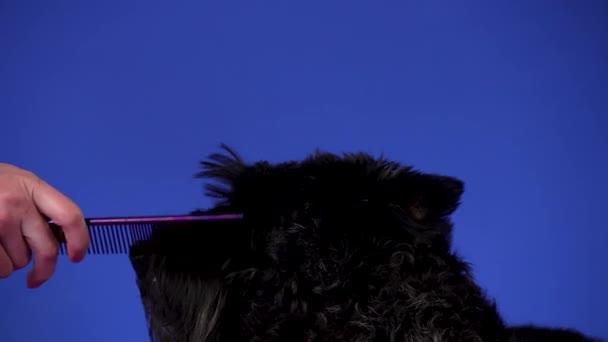 Die Besitzerhand kämmt den Bart des Scottish Terriers, Makroaufnahme. Großaufnahme einer Hundeschnauze im Profil. Haustierbetreuung. Zeitlupe. — Stockvideo