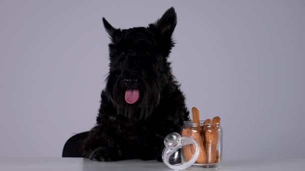 O Terrier escocês senta-se em uma mesa com um jarro de vidro de biscoitos nele. Pet no estúdio em um fundo cinza. Movimento lento. Fechar. — Vídeo de Stock