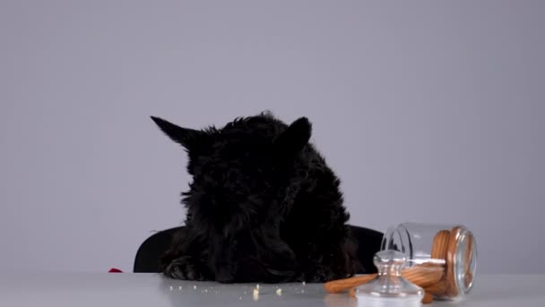 Scottish Terrier sitter vid bordet och äter kakor som ramlat ur en glasburk. Sällskapsdjur i studion på en grå bakgrund. Sakta i backarna. Närbild. — Stockvideo