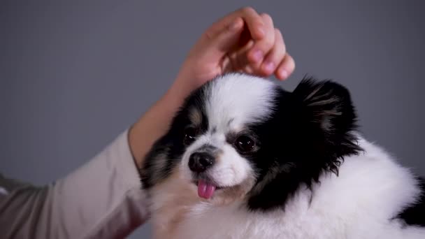 Pomeranian onun önüne bakarken metresin eli onun başını ve kulaklarının arkasını okşuyor. Köpeğin ağızlığını kapat. Stüdyoda gri bir arka planda evcil hayvan. Yavaş çekim. — Stok video