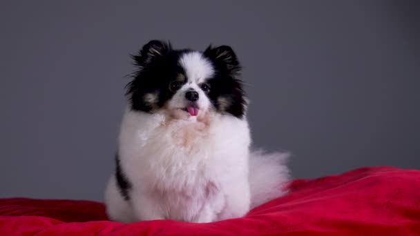 Un esponjoso Spitz blanco y negro sobresale de su lengua, se sienta y menea las orejas sobre una almohada roja en el estudio sobre un fondo gris. En cámara lenta. De cerca.. — Vídeos de Stock