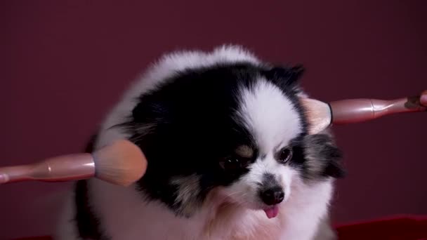 En söt svart och vit pommerska är make up med sminkborstar. Hunden sitter på en röd kudde i ateljén på en vinröd bakgrund. Skönhetssalong, kvinnlig kosmetika, smink. Sakta i backarna. Närbild. — Stockvideo