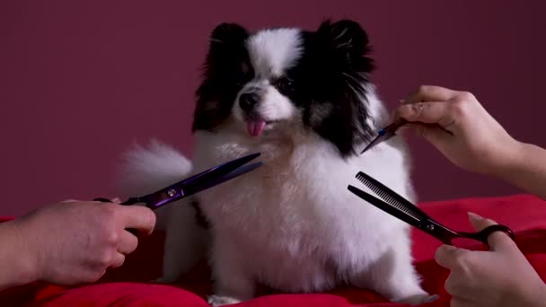 Groomers geven een stijlvol kapsel aan een zwart-witte Pomeranian die gehoorzaam zit op een rood kussen. Huisdier in de studio op een bordeaux achtergrond. Langzame beweging. Sluiten.. — Stockvideo