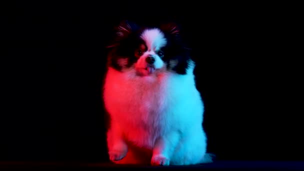 Vue de face d'un spitz poméranien noir et blanc assis avec la langue qui sort. L'animal pose en studio sur un fond noir en néon rouge. Au ralenti. Gros plan. — Video