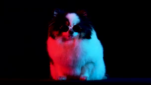 Framsidan av en svart och vit pommerska i runda solglasögon, sitter med tungan ut. Husdjuret poserar i studion på en svart bakgrund i rött neonljus. Sakta i backarna. Närbild. — Stockvideo
