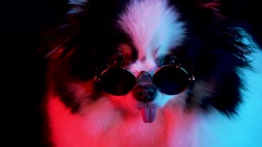 Yuvarlak güneş gözlüklü büyüleyici bir spitz 'in portresi kırmızı neon ışıkta siyah bir arka planda. Köpeğin ağzını dışarı fırlayan bir dille kapat. Yavaş çekim.