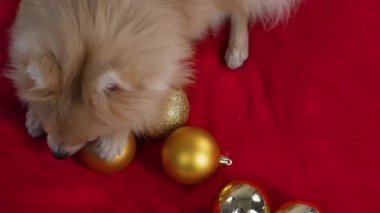 Kırmızı bir battaniyenin üzerinde uzanan bir cüce Pomeranya Spitz manzarası. Evcil hayvan, altın Noel ağacı toplarıyla oynar ve onları kemirir. Ağır çekim. Kapat..