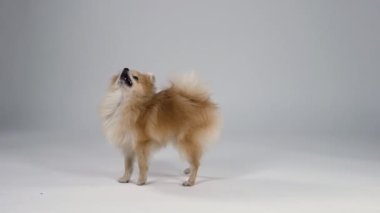 Pigme Pomeranian Spitz 'in gri gradyan arka planı stüdyoda. Köpek öfkesinden ve hırıltısından sırtını eğdi, birkaç adım geri çekildi ve oturdu. Hayvani duygular. Ağır çekim. Kapat..