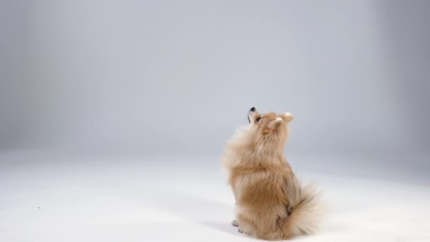 Pygmy Pomeranian Spitz na szarym tle gradientowym w studiu. Pies stoi na tylnych nogach, a potem siada. Zwolnij trochę. Zamknij się.. — Wideo stockowe