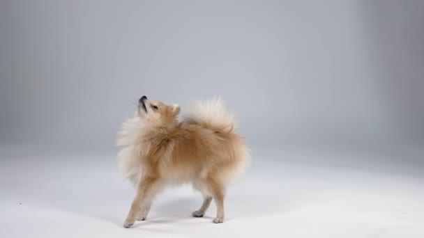 Pygmy Pomeranian Spitz em um fundo gradiente cinza no estúdio. O cão está em pleno crescimento, em seguida, fica em suas patas traseiras, dá alguns passos para trás e senta-se. Movimento lento. Fechar. — Vídeo de Stock