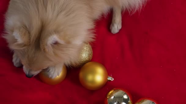 Kırmızı bir battaniyenin üzerinde uzanan bir cüce Pomeranya Spitz manzarası. Evcil hayvan, altın Noel ağacı toplarıyla oynar ve onları kemirir. Ağır çekim. Kapat.. — Stok video