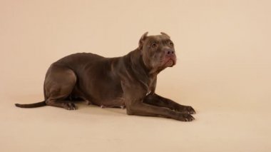 Amerikan Pitbull Terrier cinsinden bir köpek ön bacakları önünde uzanıp ileriye bakar. Stüdyoda kahverengi arka planda poz veren safkan bir köpek. Ağır çekim. Kapat..