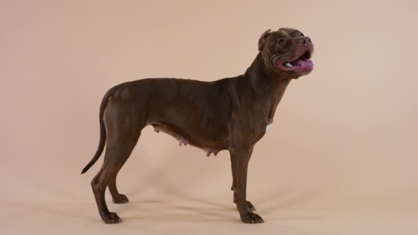 Köpek yetiştiricisi Amerikan Pitbull Terrier amuda kalkar. Evcil hayvan kahverengi bir arka planda stüdyoda poz veriyor, tam gelişim gösteriyor. Kapatın. Yavaş çekim. — Stok video