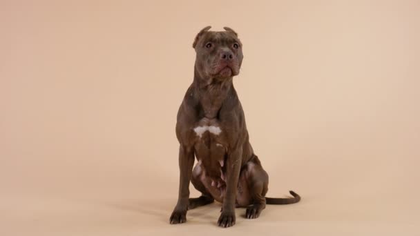Bir Amerikan Pitbull Terrier 'inin tam uzunlukta oturup, önüne baktığı ve dudaklarını yaladığı görünümü. Stüdyoda kahverengi arka planda poz veren safkan bir köpek. Ağır çekim. Kapat.. — Stok video