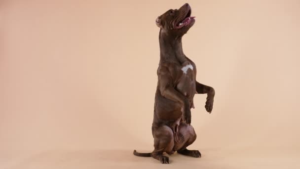 El American Pit Bull Terrier realiza el comando, se para en sus patas traseras, sobresaliendo de su lengua. Perro entrenado y obediente en el estudio sobre un fondo marrón. De cerca. Movimiento lento. — Vídeos de Stock
