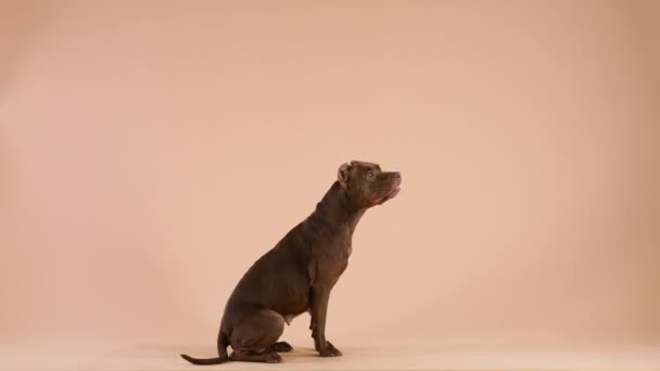 O American Pit Bull Terrier senta-se em pleno crescimento, salta e pega uma bola de borracha de brinquedo vermelho na mosca. Vista lateral de um animal de estimação no estúdio em um fundo marrom. Fecha. Movimento lento. — Vídeo de Stock