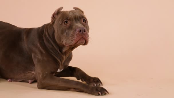 A dog of the American Pit Bull Terrier breed lies with its front legs extended in front of it, looks ahead and licks its lips. A dog posing in the studio on a brown background. Slow motion. Close up. — Stock Video