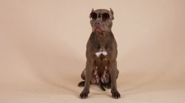 Amerikan Pitbull Terrier 'inin güneş gözlüğü takan ön portresi. Ciddi evcil hayvan kahverengi arka planda, stüdyoda büyümekte. Karakoldaki güvenlik görevlisi. Ağır çekim. Kapat..