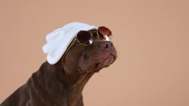 Kafasında beyaz şapka ve güneş gözlüğü olan bir Amerikan Pitbull Terrier 'inin yan görüntüsü. Moda hayvanı stüdyoda kahverengi arka planda oturuyor. Ağır çekim. Kapat..
