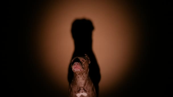 Hondenras American Pit Bull zit in een donkere studio onder het licht van een schijnwerper. Achter het huisdier rijst een grote schaduw op. Langzame beweging. Sluiten.. — Stockvideo