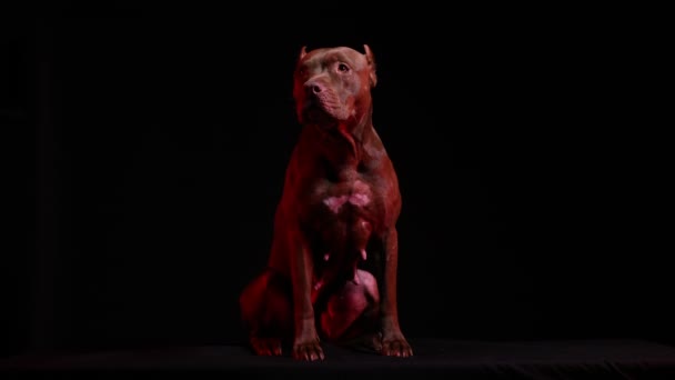 Американский питбуль-терьер в студии на черном фоне в красном неоновом свете. Собака сидит в полном расцвете сил. Вид спереди. Медленное движение. Закрыть. — стоковое видео