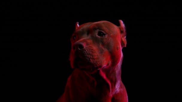 Pit Bull Terrier posiert im Studio vor schwarzem Hintergrund in rotem Neonlicht. Der Hund blickt zur Seite und blinzelt in Zeitlupe. Großaufnahme eines Maulkorbs für Hunde. — Stockvideo