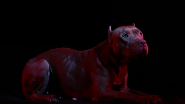 Muscular American Pit Bull Terrier está no estúdio em um fundo preto em luz de néon vermelho. Movimento lento. Fechar. — Vídeo de Stock