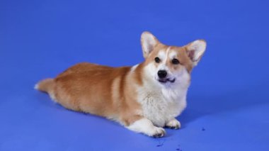 Memnun, gülümseyen Galli Corgi Pembroke köpeği dili dışarıda yatıyor. Evcil hayvan stüdyoda mavi arka planda poz veriyor. Ağır çekim. Kapat..