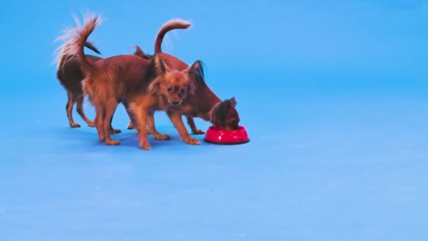 Vier langhaarige russische Spielzeugterrier fressen tierisches Futter aus einer roten Schüssel. Haustiere im Studio auf blauem Hintergrund. Zeitlupe. Nahaufnahme. — Stockvideo