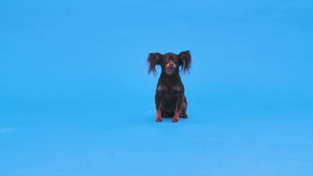 Portrét černého ruského teriéra v ateliéru na modrém pozadí. Přední pohled na sedícího mazlíčka s ušima upřenýma do kamery. Zpomal. Zavřít. — Stock video