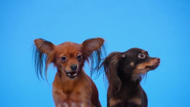 Zwart en bruin Russische speelgoedterriërs poseren in de studio op een blauwe achtergrond. Een van de huisdieren, die zich omdraait, kijkt naar de zijkant, de tweede likt zijn lippen. Langzame beweging. Sluiten.. — Stockvideo