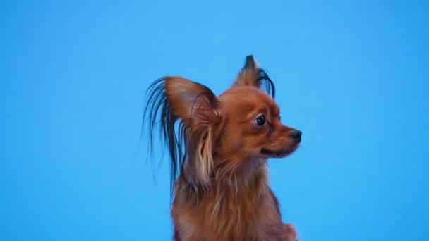 Frontal portrait of a brown Russian toy terrier in the studio on a blue background. The eared pet turns its head and looks around. Slow motion. Close up. — Stock Video