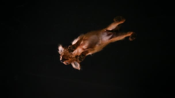 Bottom view of a brown Russian toy terrier in a dark studio on a black background. The pet stands with its paws on the glass and shivers from the cold. Slow motion. Close up. — Stock Video