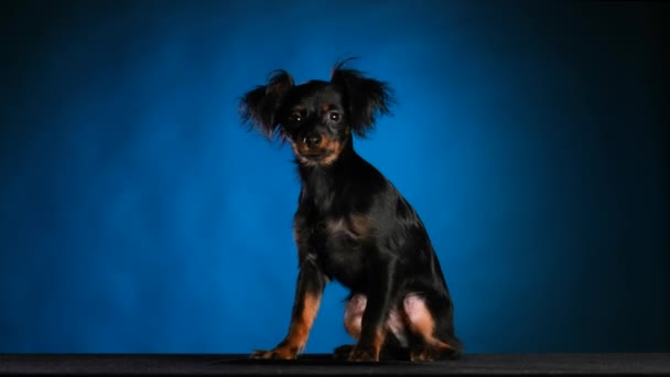 一个可爱的俄罗斯黑色玩具狗的肖像在工作室的蓝色与黑色梯度背景。这只狗坐着，在寒冷中发抖。慢动作靠近点. — 图库视频影像