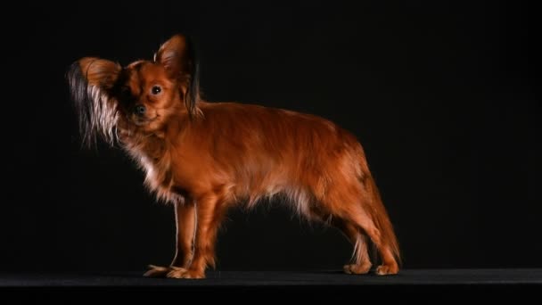 黒い背景の暗いスタジオでロシアのおもちゃのテリアの犬の側面図。長い髪、耳のペットは完全な成長に立ち、周りを見回します。スローモーション。閉じろ!. — ストック動画