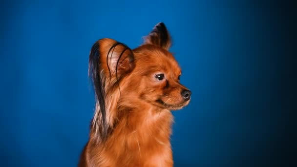 一个棕色玩具狗的肖像坐在工作室的蓝色与黑色渐变背景。用巨大的耳朵捂住狗的嘴.慢动作. — 图库视频影像