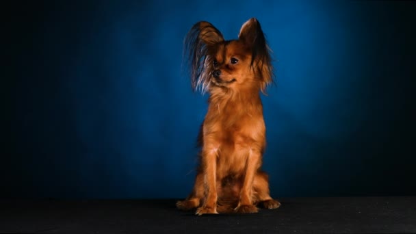 Egy remegő orosz játékterrier ül és körülnéz. Imádnivaló kisállat pózol egy kék fekete gradiens háttér a stúdióban. Lassú mozgás. Közelről.. — Stock videók