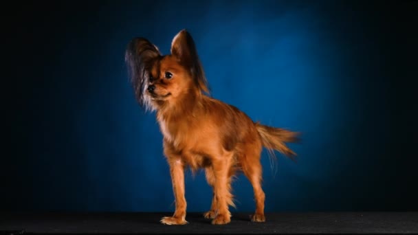 Un Terrier russo tremante si siede e si guarda intorno, poi si alza bruscamente in piena crescita. Adorabile animale domestico in posa su uno sfondo blu sfumato nero in studio. Al rallentatore. Da vicino.. — Video Stock