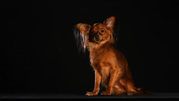 Długowłosy, uroczy rosyjski terier zabawkowy siedzi i patrzy w przyszłość. Pies pozuje w ciemnym studiu na czarnym tle. Zwolnij trochę. Zamknij się.. — Wideo stockowe